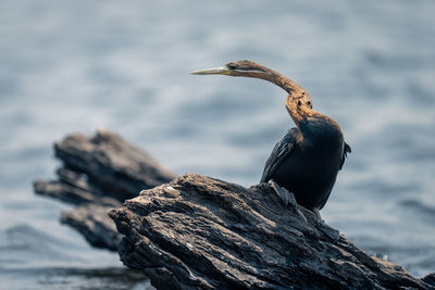 Close-up of bird perching on rock