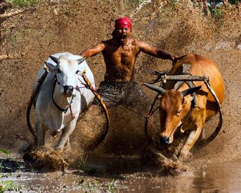 Shirtless man with cows running on muddy field during pacu jawi