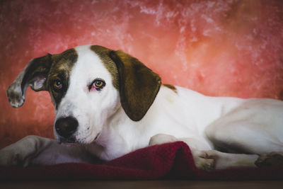 Close-up of dog lying on sofa