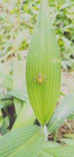 Close-up of insect on leaf