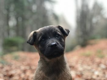 Close-up portrait of cute dog on field