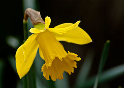 Close-up of daffodil blooming outdoors