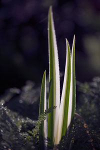 Close-up of plant growing on field