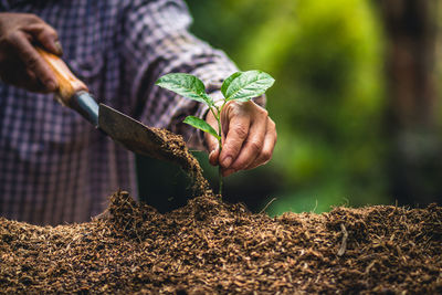 Close-up of hand holding plant