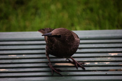 Close-up of bird perching on railing