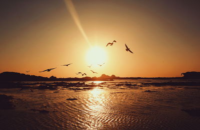 Silhouette birds flying over sea against sky during sunset