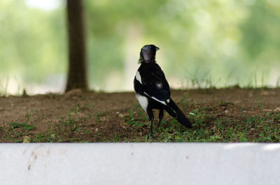 Close-up of bird perching outdoors