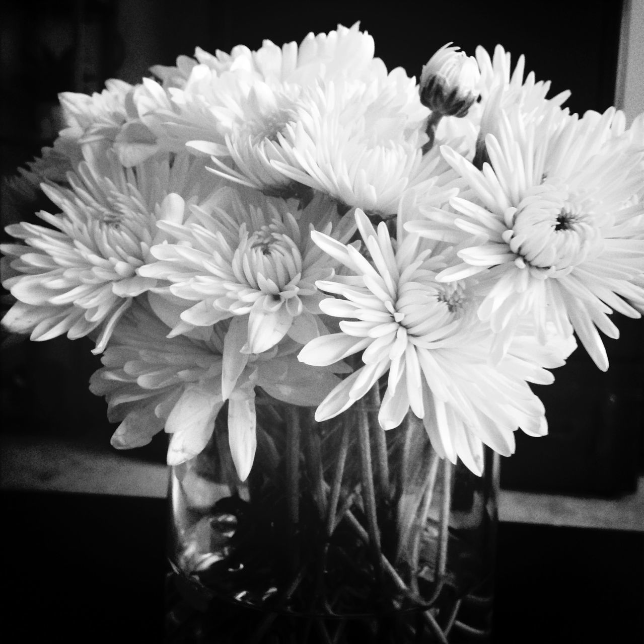 flower, petal, freshness, fragility, flower head, close-up, growth, beauty in nature, focus on foreground, white color, blooming, nature, plant, indoors, vase, in bloom, blossom, no people, day, botany