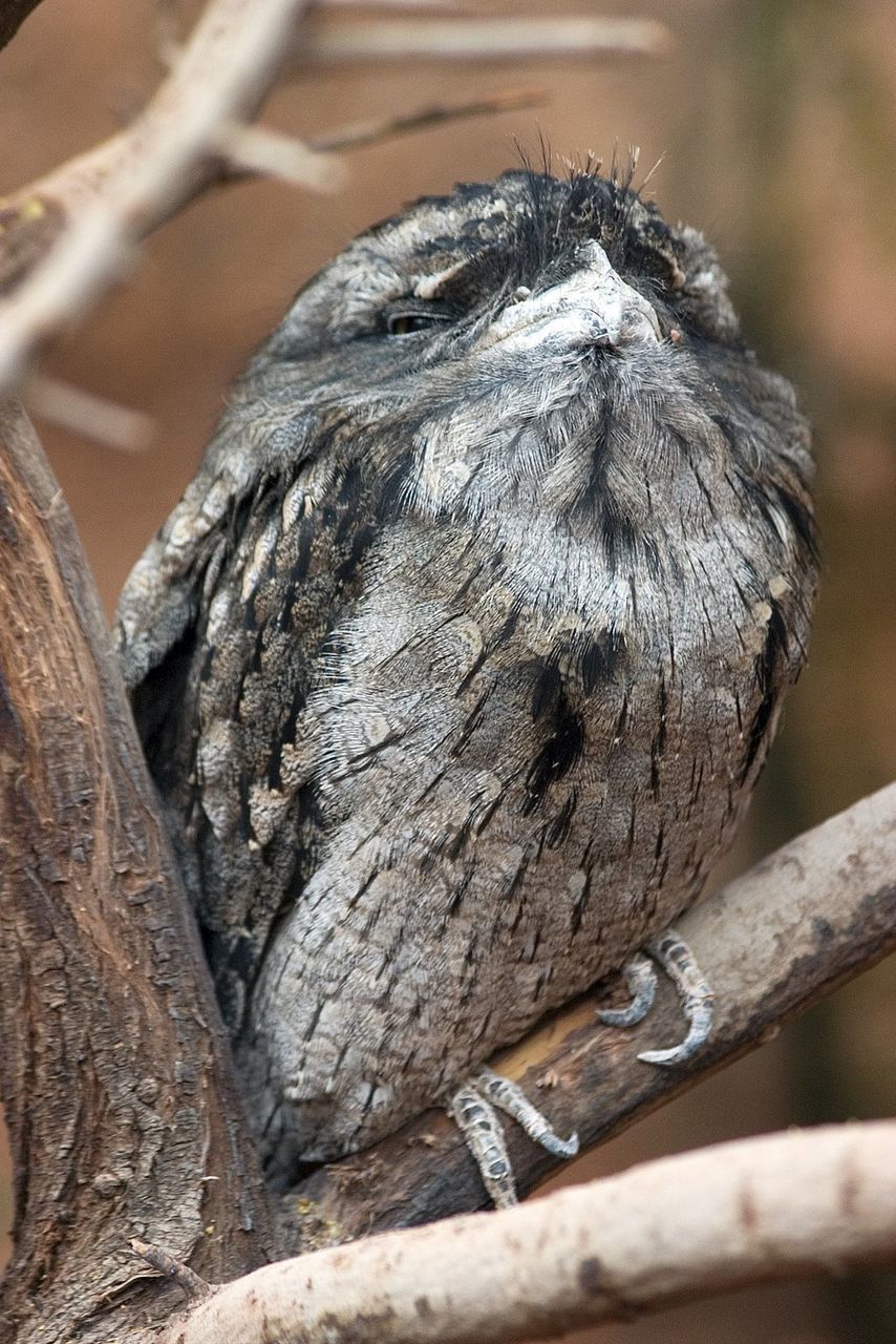 CLOSE-UP OF OWL PERCHING ON TREE