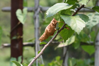 Close-up of insect on leaf