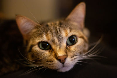 Close-up portrait of a cat