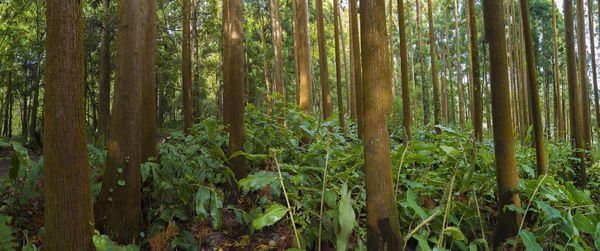 Scenic view of forest