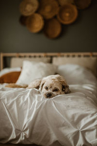 Dog relaxing on bed at home