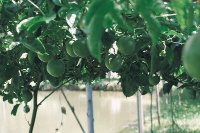 Fruits growing on tree