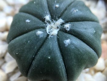 Close-up of wet plant during winter