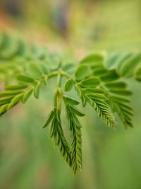 Close-up of green leaves