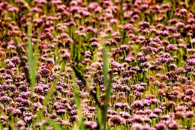 Close-up of insect on purple flowering plants