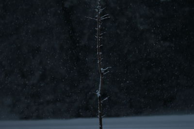 Close-up of icicles hanging from tree