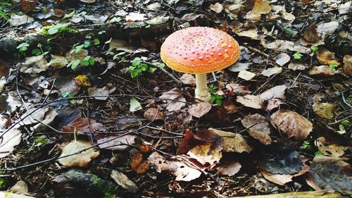 Close-up of mushroom growing in forest