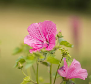 Close-up of pink cosmos flower