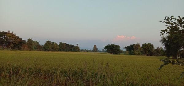 Scenic view of field against clear sky