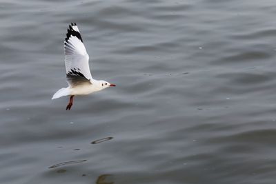 Bird flying over water