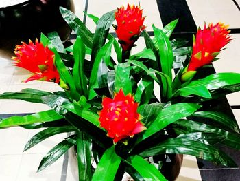 Close-up of red flowers