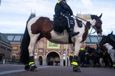 View of a horse in city