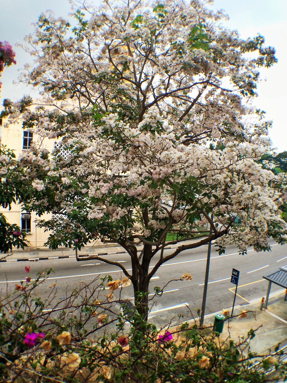 flower, tree, growth, freshness, fragility, beauty in nature, branch, nature, blossom, blooming, pink color, in bloom, plant, building exterior, clear sky, sunlight, petal, sky, built structure, day