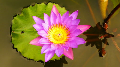 Close-up of pink flower