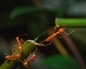 Close-up of ant on plant