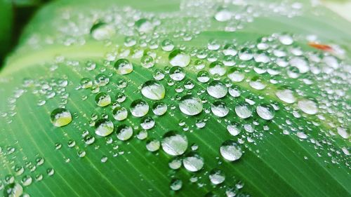 Full frame shot of raindrops on leaf