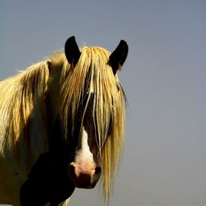 Close-up of a horse against the sky