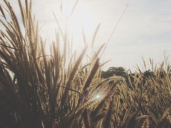 Close-up of wheat growing on field against sky