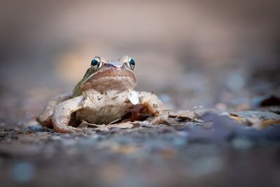 Close-up of frog on land