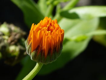 Close-up of orange flower