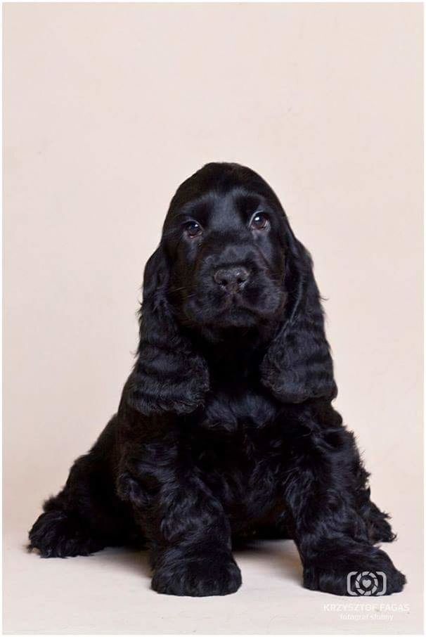 Blackspaniel