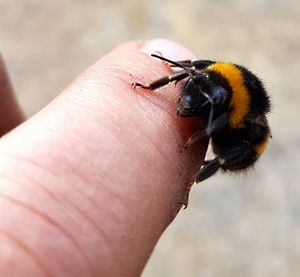 Close-up of bee on hand