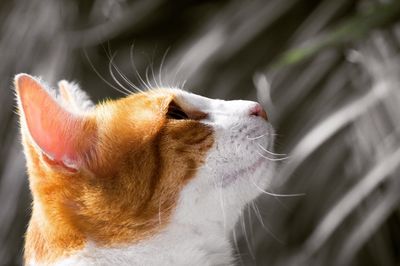 Close-up of a cat