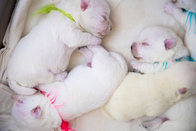 High angle view of a sleeping puppy