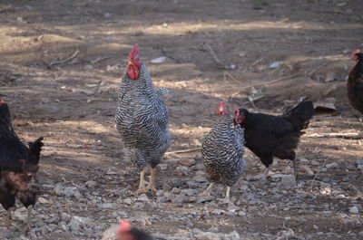 View of chickens on land