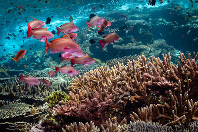 Fish swimming in sea