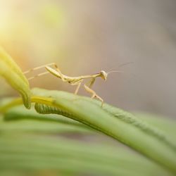 Close-up of insect on leaf