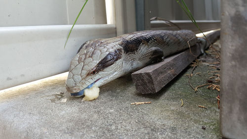 Blue-tongued skinks or lizard feeding on the ground. known as blueys, not venomous,  skink family. 