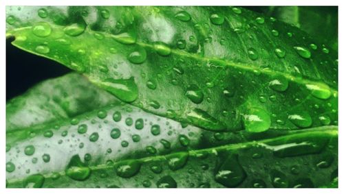 Full frame shot of water drops on leaves