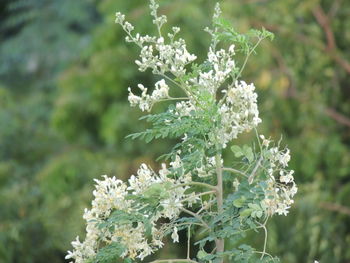 Close-up of white flowering plant