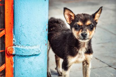 Portrait of dog standing outdoors