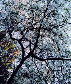 Low angle view of bare trees against sky