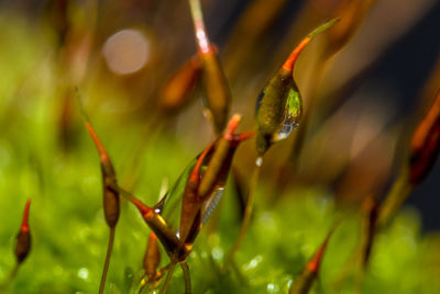 Close-up of water drops on plant