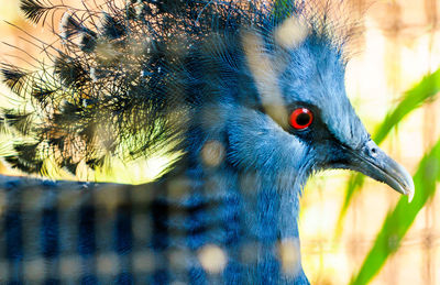 Close-up of a bird looking away